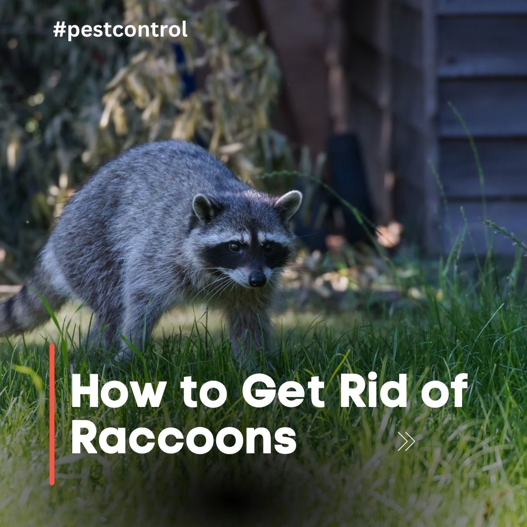 how to get rid of raccoons
