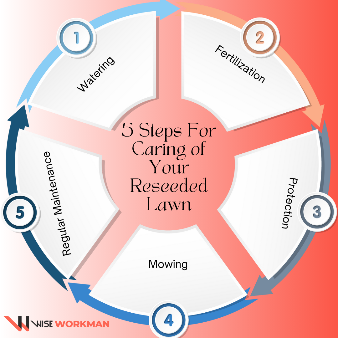 5 steps for caring of your reseeded lawn