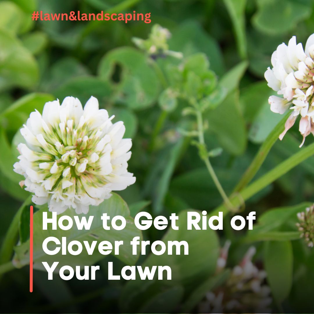 How to Get Rid of Clover from Your Lawn