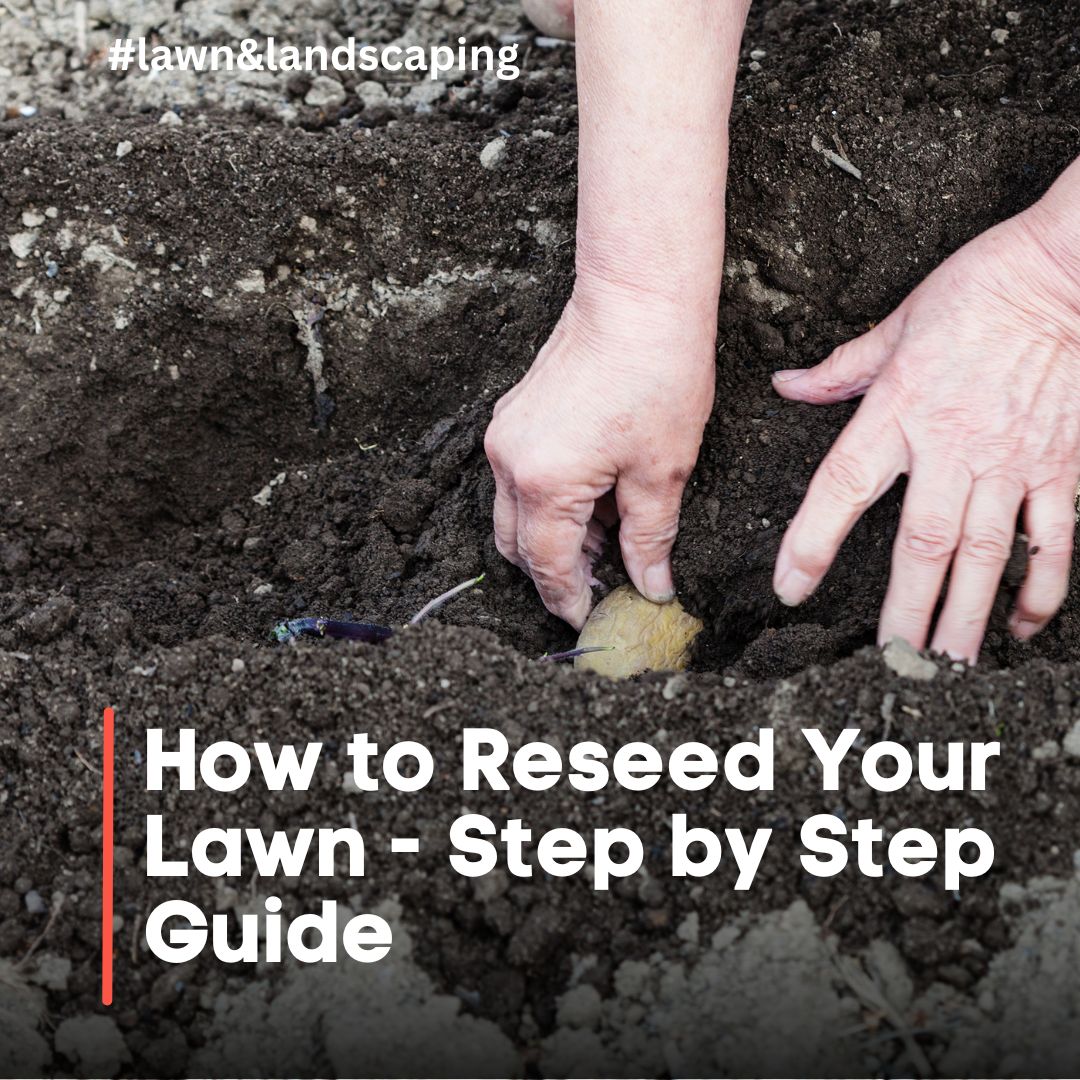 How to Reseed Your Lawn - Step by Step GuideHow to Reseed Your Lawn - Step by Step Guide