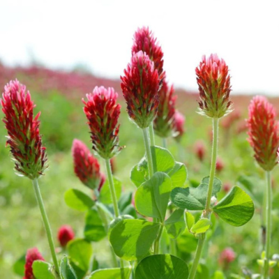 red clover