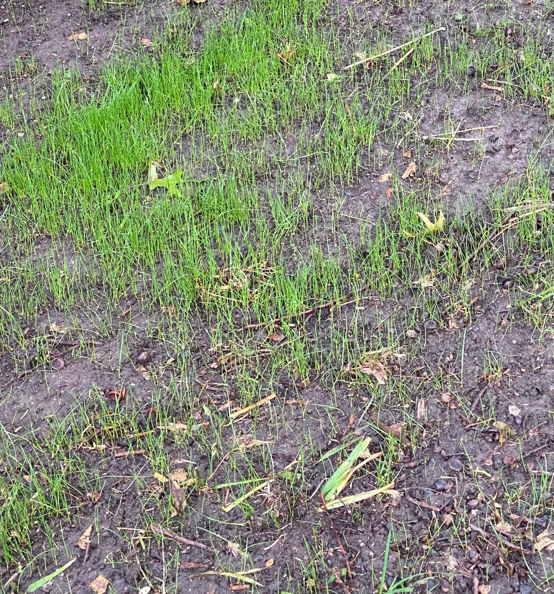 reseeding lawn due to gaps