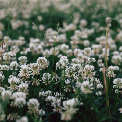 white clover