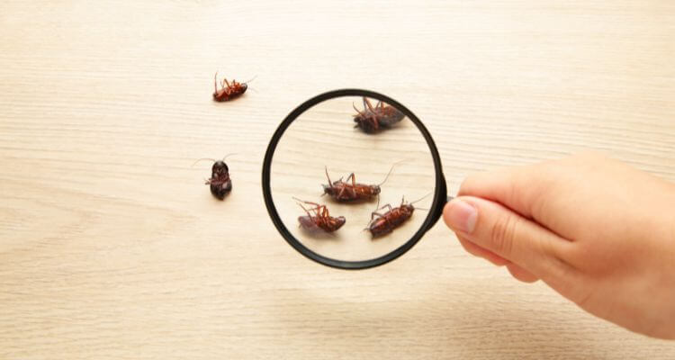 Behavior of Pests in Summer