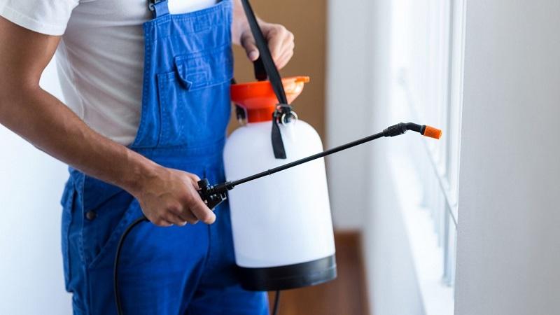 Chemical-treatment-to-get-kill-carpet-beetles