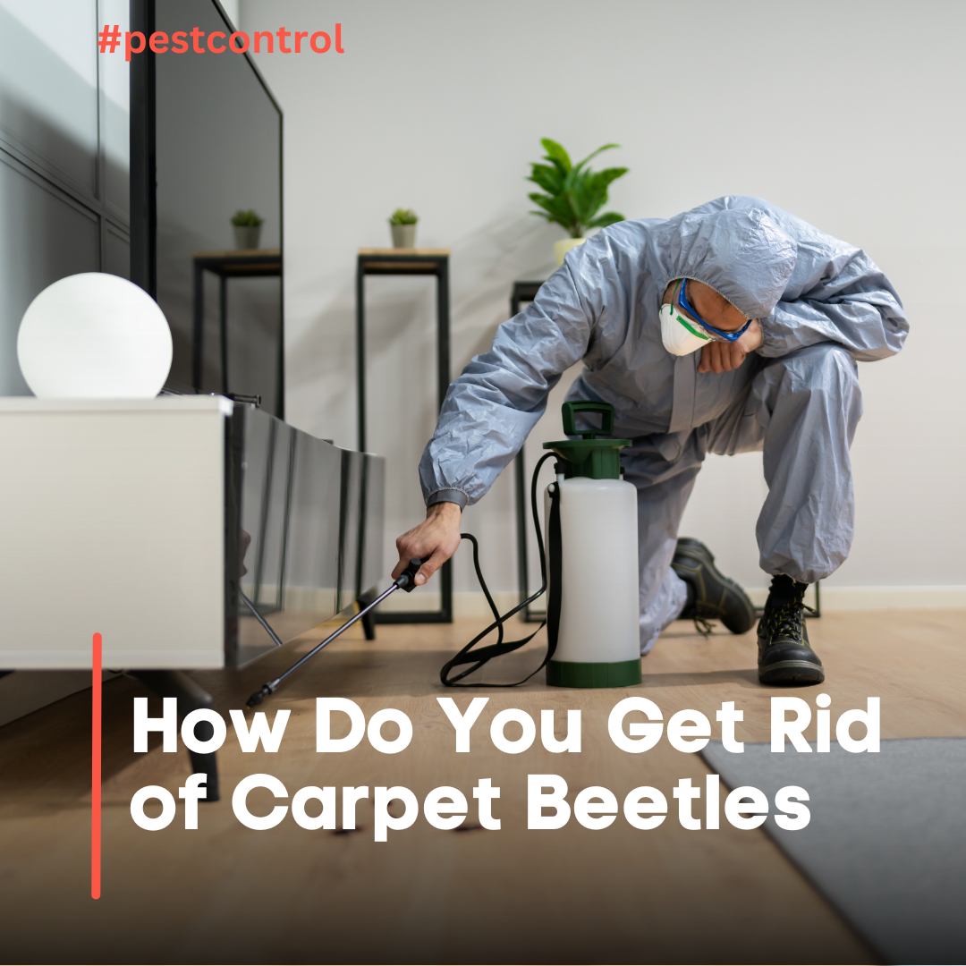 How Do You Get Rid of Carpet Beetles