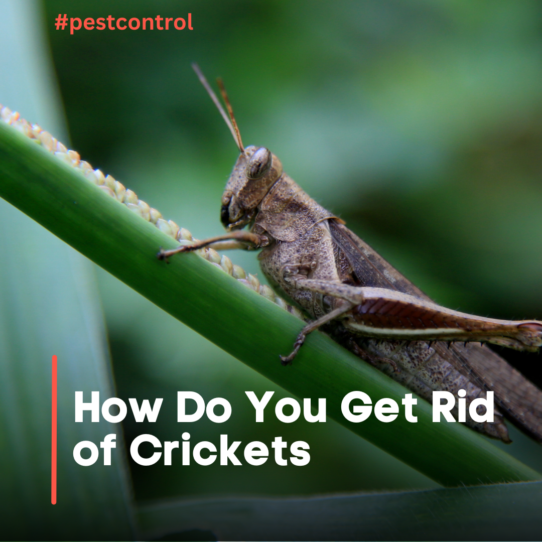 How Do You Get Rid of Crickets