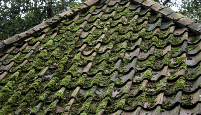 moss on roof