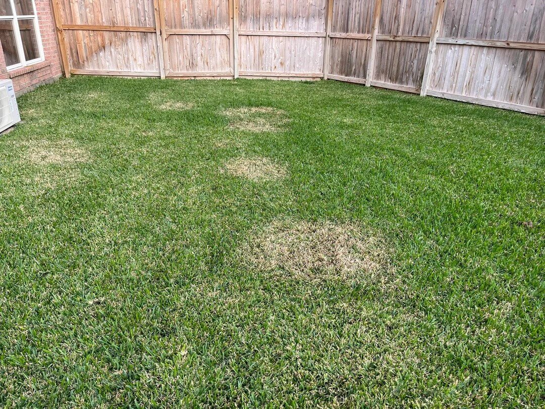  Common Types of Lawn Diseases