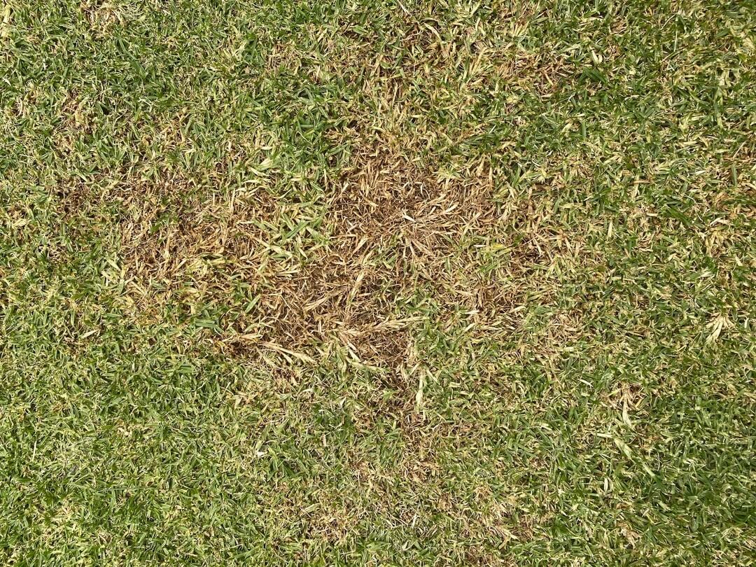 Identifying Lawn Diseases
