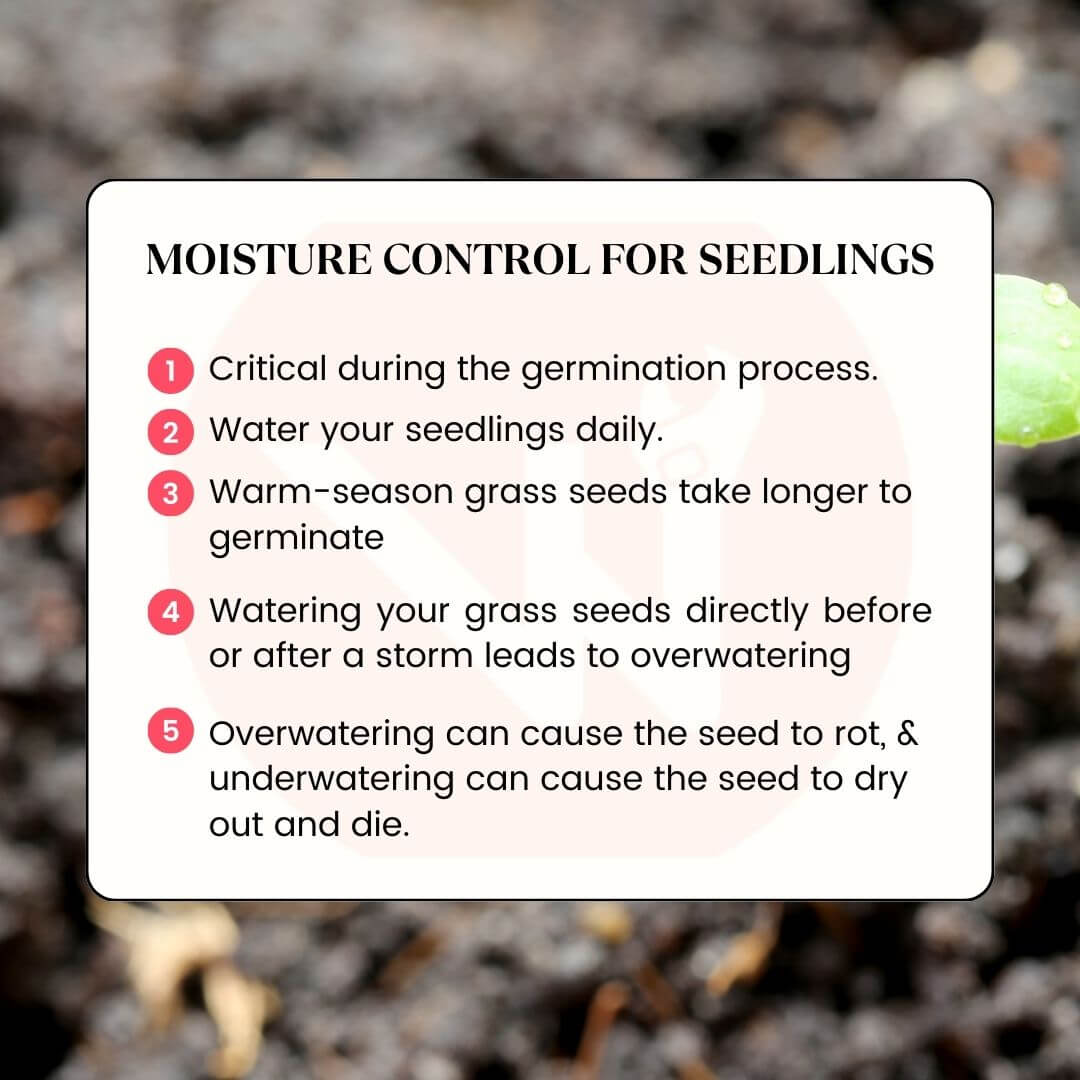 Moisture Control for Seedlings