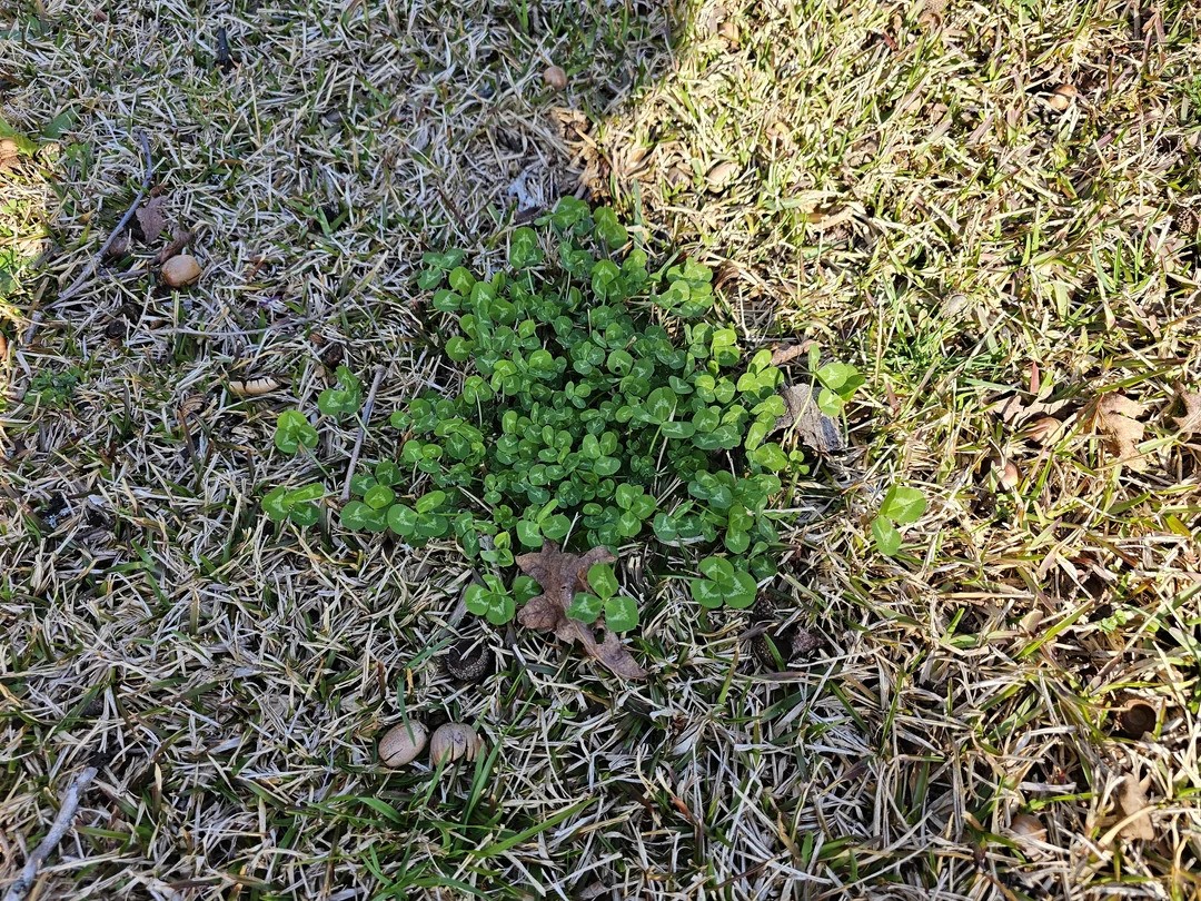 Watering and Weed Control