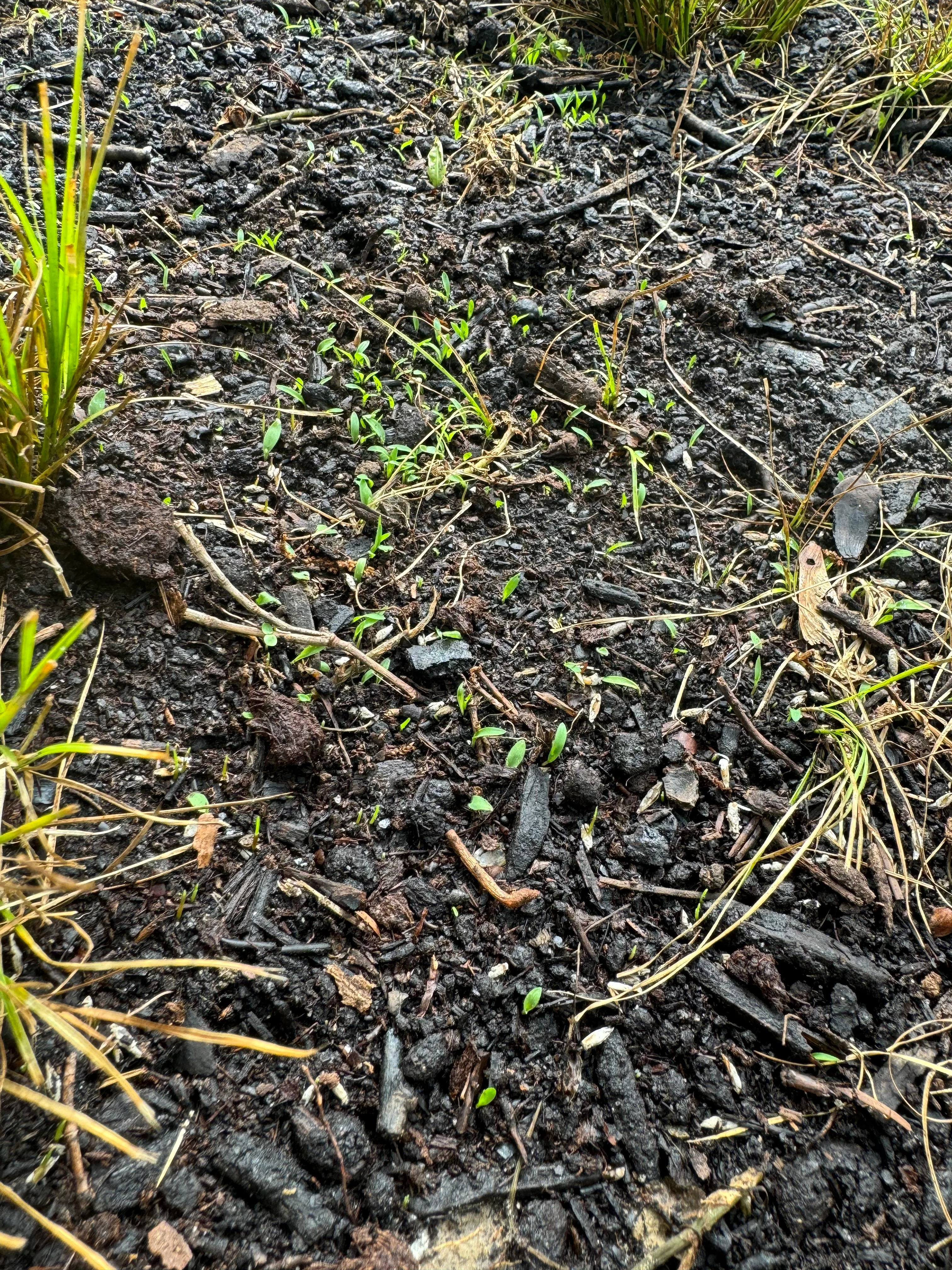 grass seed germinating