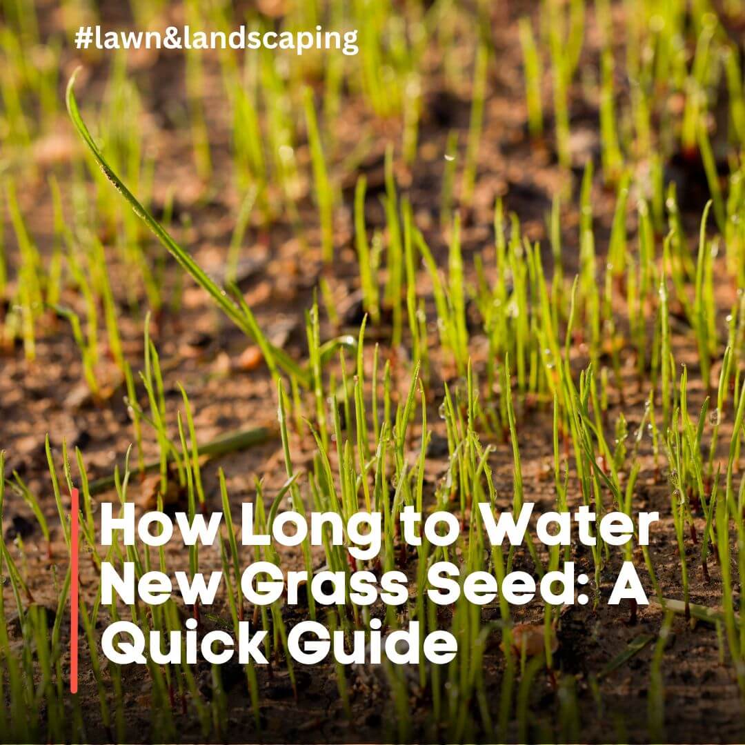 how long to water new grass seed