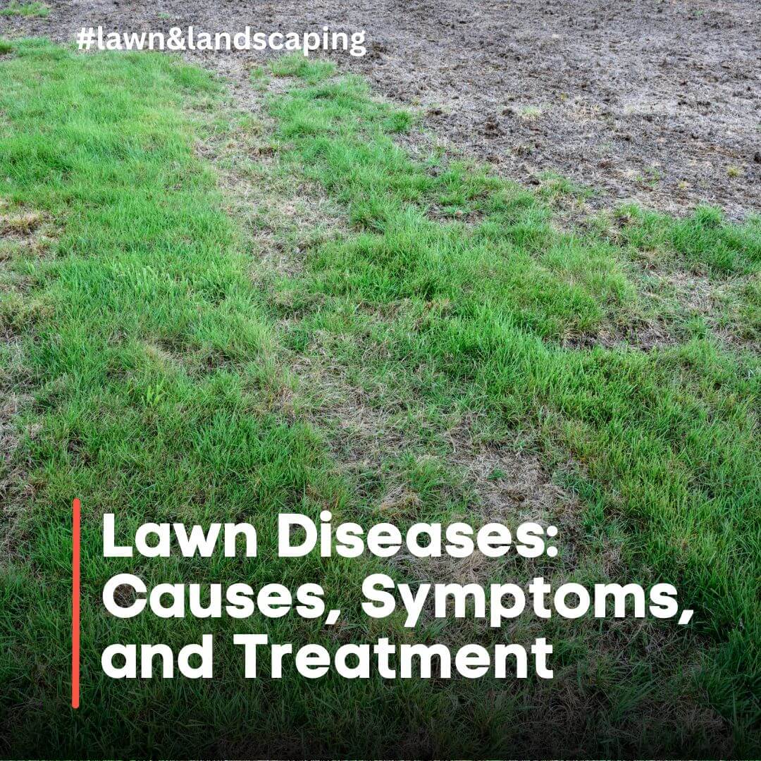 lawn diseases causes symptoms and treatment